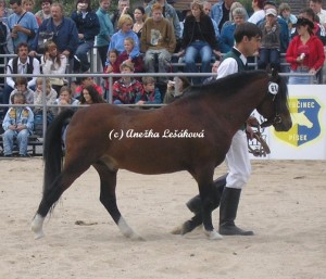 Obrazek